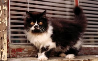 Картинка cat, кошка, черный, белый, котенок, кот