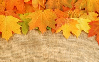 Картинка листья, увядание, осень, яркие краски