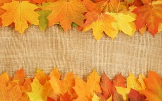 Картинка листья, яркие краски, осень, прожилки