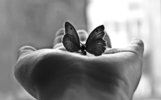 Обои Минимализм, Бабочка, Чёрно-Белая Фотография, Ладонь