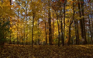 Картинка осень, лес, forest, Nature, листья, trees, деревья, листопад