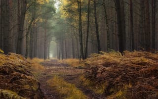 Обои дорога, лес, осень