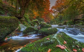 Картинка Национальный парк Дартмур, река, Англия, мох, деревья, Devon, Девон, Dartmoor National Park, камни, England, осень