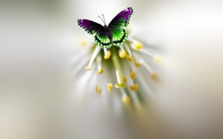 Картинка цветок, Josep Sumalla, бабочка, красивая, пестрая