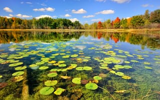 Картинка озеро, лес, осень, природа