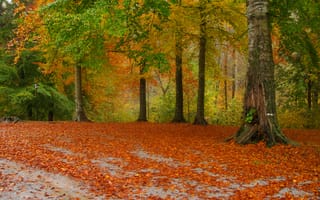 Картинка дорога, листья, road, парк, деревья, trees, Осень, листопад
