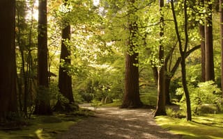 Картинка парк, деревья, листья, путь, солнце, тени, ветки, осень