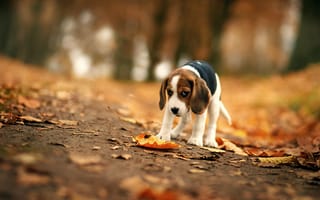 Картинка собака, бигль, осень, друг, взгляд