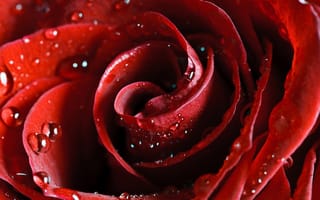 Обои нежность, красная, алая, rose, цветы, роза, роса, scarlet, beautiful nature, flower, капли, red, красота, лепестки