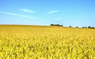 Картинка поле пшеницы, деревья, облака, пшеница, поле, небо, сельская местность, ферма