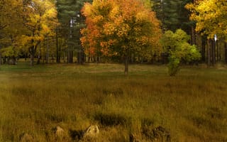 Картинка поле, осень, Nature, лес, trees, forest, деревья, autumn