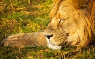 Картинка лев, царь, спит