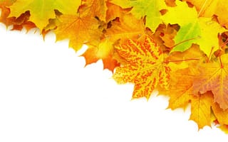 Картинка листья, прожилки, осень, ворох, яркость