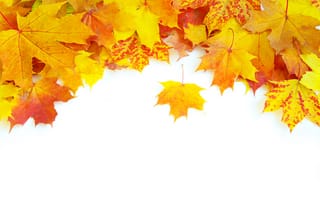 Картинка листья, прожилки, осень, яркость, ворох
