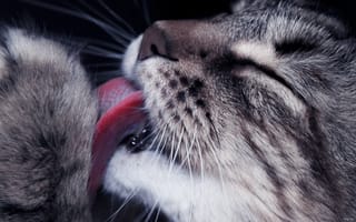 Картинка кошка, моется, язык