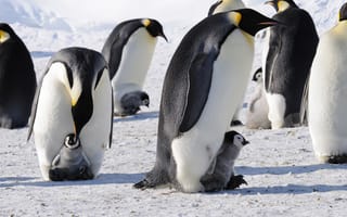Картинка пингвины, императорские, Антарктида