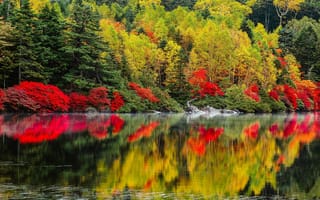 Обои природа, озеро, деревья, леса, пейзаж, осень