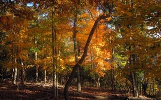 Картинка осень, лес, Nature, природа, trees, листопад, деревья, forest