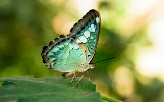 Картинка butterfly, leaves, wings, green
