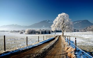 Картинка дерево, дорога, забор, снег, поле, зима