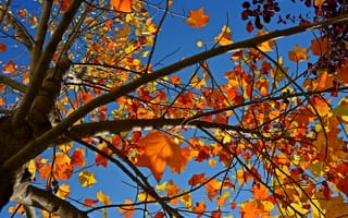 Картинка осень, небо, листья, Nature, sky, ветви, дерево, природа