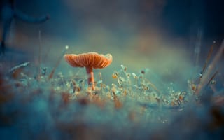Картинка грибок, трава, роса, мох, Antonio Coelho, гриб