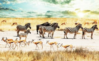 Картинка небо, буйволы, Савана, зебры, антилопы, африка