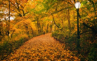 Картинка Центральный парк, путь, Соединенные Штаты, Нью-Йорк, деревья, фонарные столбы, осень, люди, листья, скамейки