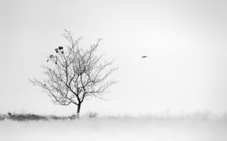 Картинка туман, дерево, птица