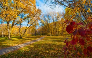 Картинка осень, парк, листья, багрянец, деревья, дорожка