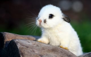 Картинка малыш, кролик, крольчонок, ушки, белый
