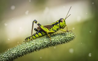 Картинка саранча, зеленый, насекомое, кузнечик