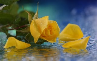 Картинка роза, вода, желтая, капли, цветок