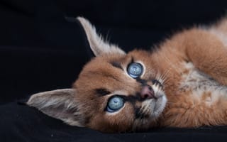 Картинка кошка, глаза, котенок, каракал, породистые кошки, уши