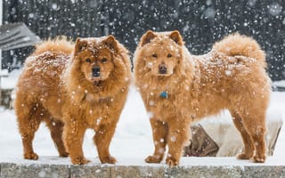 Картинка Чау-чау, зима, собаки, парочка, снег
