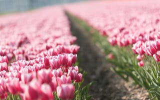 Картинка цветы, плантация, весна, тюльпаны, бутоны, природа, тюльпан, tulips