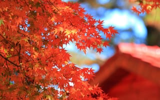 Картинка осень, крона, клен, красные, макро, размытость, дом, дерево, крыша, листья