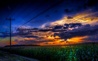 Картинка закат, кукуруза, провода, пейзаж