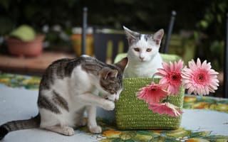 Картинка котята, герберы, цветы, © Elena Di Guardo