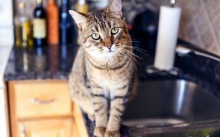 Картинка kitchen, cat, penetrating gaze