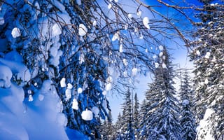 Картинка Россия, ветки, снег, Хабаровский край, деревья, зима, лес