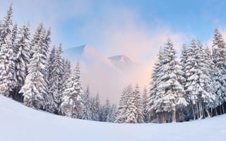 Картинка зима, лес, горы, туман, елка, снег, природа, пейзаж