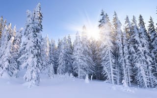 Картинка зима, лес, снег, лучи, пейзаж, небо, солнце, ветки