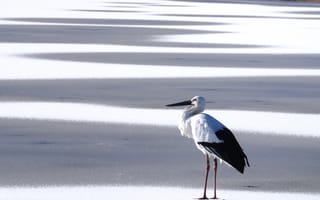 Картинка снег, аист, птица