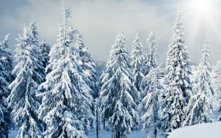 Картинка зима, лес, лучи, елка, пейзаж, снег, природа, солнце