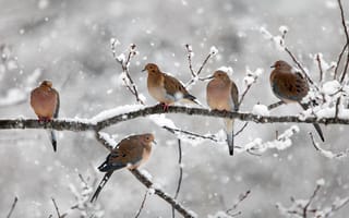 Картинка траурные голуби, ветка, снег, Bear River, Новая Шотландия, птицы, Канада