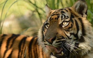 Картинка суматранский тигр, киска, хищник, © Anne-Marie Kalus, язык, морда