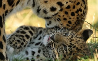Картинка амурский леопард, хищники, материнство, детёныш, котёнок, © Anne-Marie Kalus