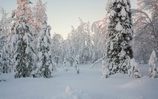 Картинка лес, снег, мороз, ели, nature, forest, Зима, trees