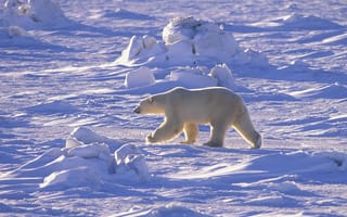 Картинка пустыня, белый медведь, Арктика, снег, Север